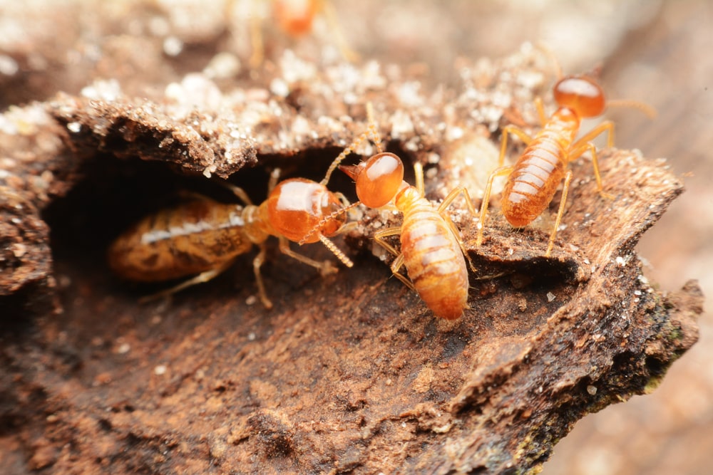affordable Termite Control 